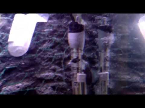how to transplant reindeer moss