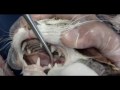 Cat Teeth N Organs.mp4