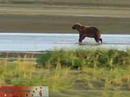 Grizzley Bears on the Tsiu River Alaska