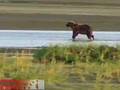 Grizzley Bears on the Tsiu River Alaska