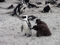videos de Twin penguin chicks vie for food