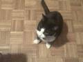 videos de My Cat Lucky gets Pepperoni