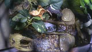Crested Gecko Time Lapse Feeding #2