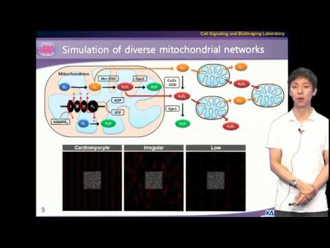 [Research Highlight] Mitochondrial network responsible for cellular sensitivity