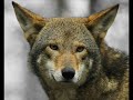 Pictures of some Wolves