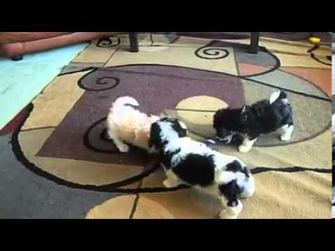 Cavachons playing together