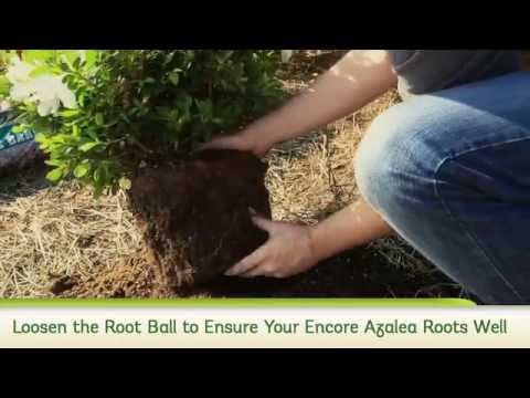 how to properly plant azaleas