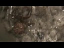 Spiders-