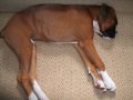 8 months in the life of a Boxer Dog