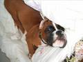 8 months in the life of a Boxer Dog