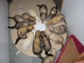 The Epic Ferret Guy Saga