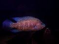 Parachromis Dovii (Male, 11.5\")