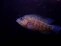 Parachromis Dovii (Male, 11.5)