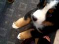 Bernese