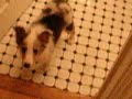 Pongo struts around Pongo struts around