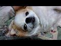 おねむなチワワの大あくび　チョコ　Yawn of dog