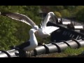 Small agressive fight