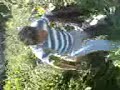 Lalo Ayudameeeeeeeeeee!!!!!!