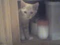 Do the bowls go in here?