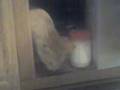 Do the bowls go in here?
