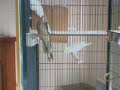 Pearl jam Life Wasted Crazy Bird\