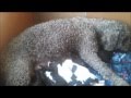 Ver Video