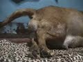 Dog Giving Birth Dog Giving Birth