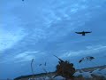 snow goose hunting