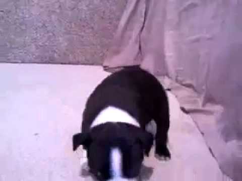 Slick 3-19-15 Boston Terrier boy