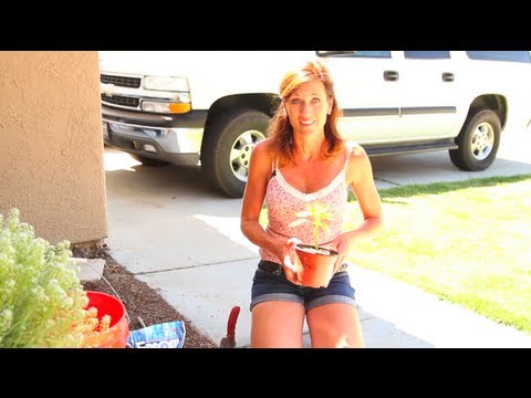 planting - In this video, I take you through the step by step process of planting in a new garden bed and share some tips for planting peppers. Click here for Pepper Up...