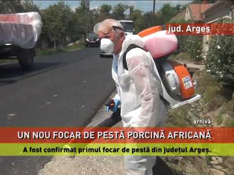 Focar de pestă porcină africană, confirmat și în județul Argeș
