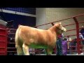 Cuatro Schauer - Record $230000 Steer at Fort Worth Stock Show