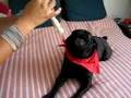 Pug video