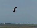 Northern Lapwing