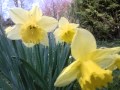 NOS AMIES LES FLEURS