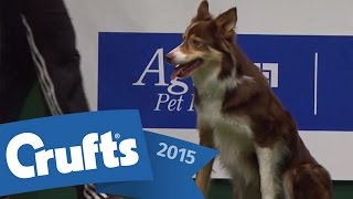 Crufts 2015 Championship Final