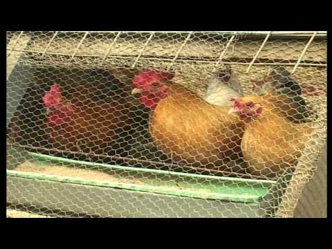 Movers & Shakers: Bird Rearing