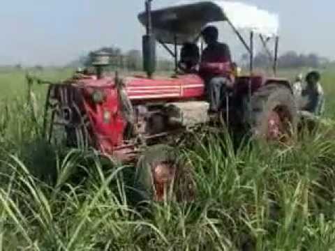 how to fertilize sugar cane