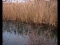 Rostherne Mere with Birds & Churchyard  at Twilight