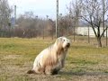 Dog Dancing Tricks No.3 - Rabbit