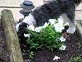 Butabi buries a treat