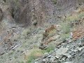 Spituk, Ladakh - wildlife spotting - Blue Sheep