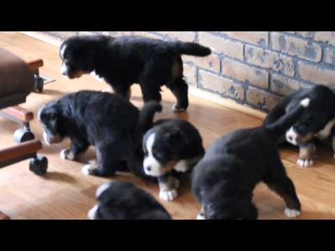 Bernese Mountain Dog puppies at 4 weeks