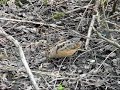 American Woodcock (Scolopax minor)