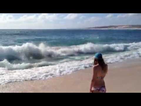 Tubarões devoram baleia junto à praia