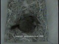 Blue Tit Roosting