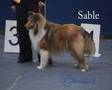 Rough-Collie-Colors