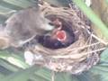 Live Action ..... Bulbul - May 11, 2007 at 1511