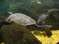 Aquarium Sydney Darking Harbour