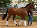 Barbaro-We will never Forget